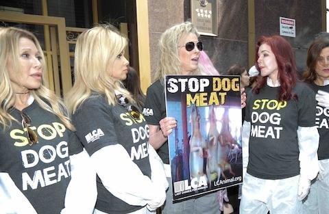 FOUR HOLLYWOOD WOMEN ARE FIGHTING TO SAVE KOREAN DOGS