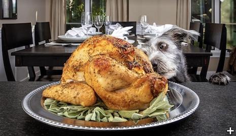HAPPY THANKSGIVING TO EVERYONE – AND THEIR DOGS!
